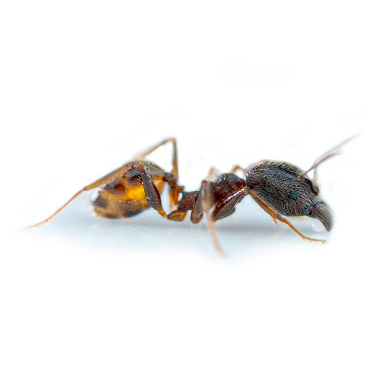 Pheidole cf. yeensis